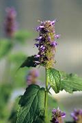 Hyssopus anethiodorus ، anise hyssop, Fragrant giant hyssop